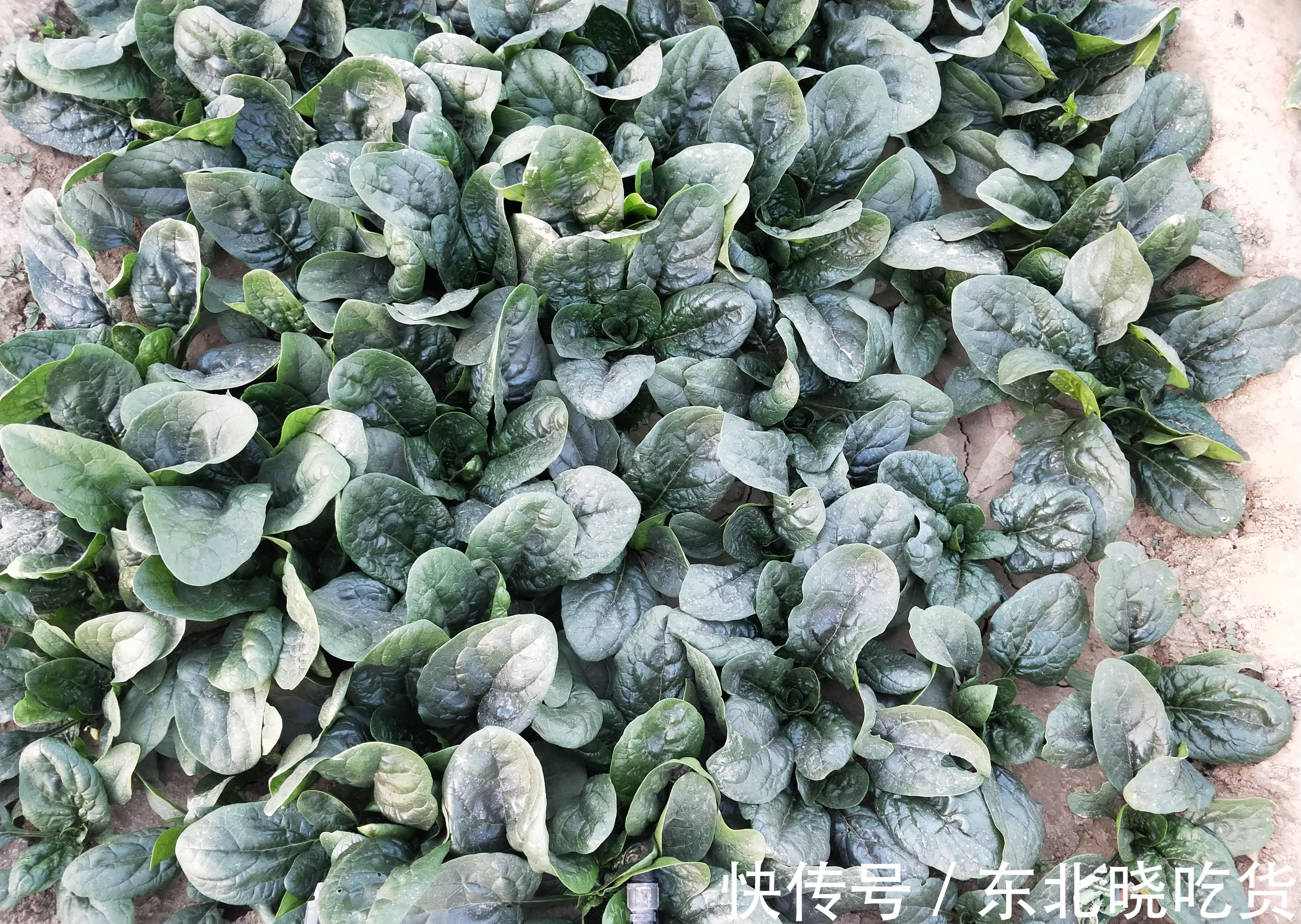 菠菜“太贵啦”,不如自己在家种,掌握4个技巧,一个冬天吃不完