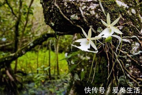 兰花|喜马拉雅山发现的价值1500万的兰花?这兰花凭什么这么贵?