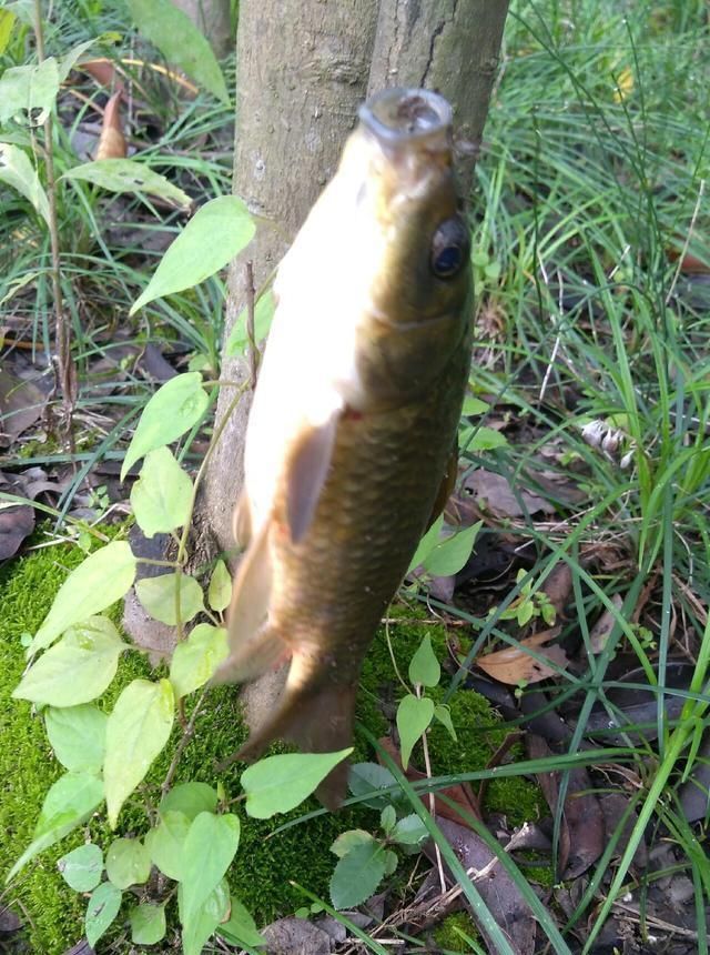 浮漂|野钓小技巧浮漂做一个小改动,惊鱼几率大降