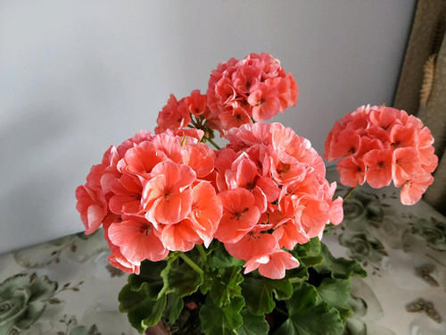 天竺葵“大山宫”，优秀的阳台盆栽花，好看又好养，冬天也有花看