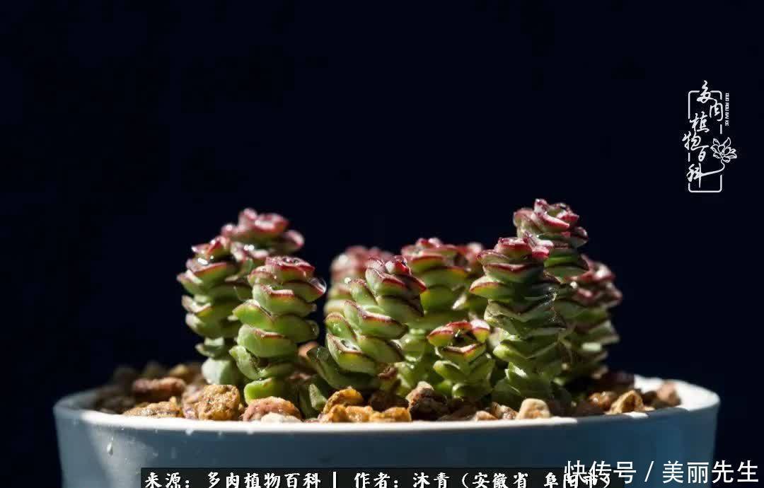 多肉——入了我的时光画卷!