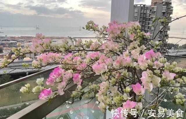 这五种花，就得富养，大肥大水大太阳，长得那叫一个旺