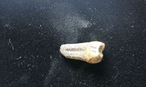 难得|考古学家凭一颗牙齿,找到埃及唯一女法老木乃伊,堪称难得的发现