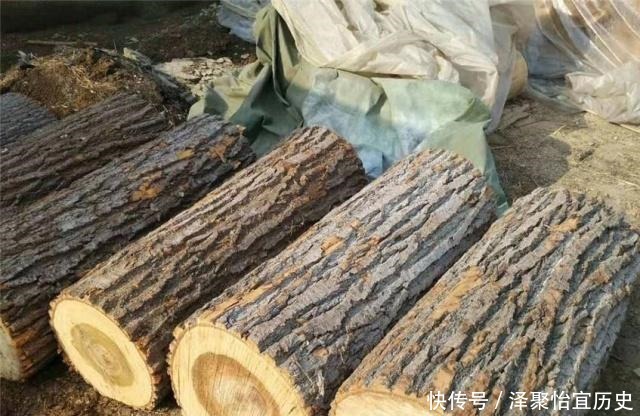 杨柳树|“生不睡柳,死不睡杨”,这俗语什么意思,杨柳树有什么说法