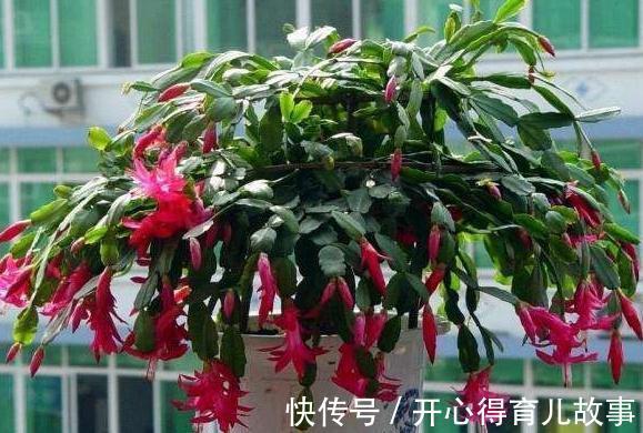 蟹爪兰长势旺,开花爆盆,只需掌握3个技巧,此些你了解嘛