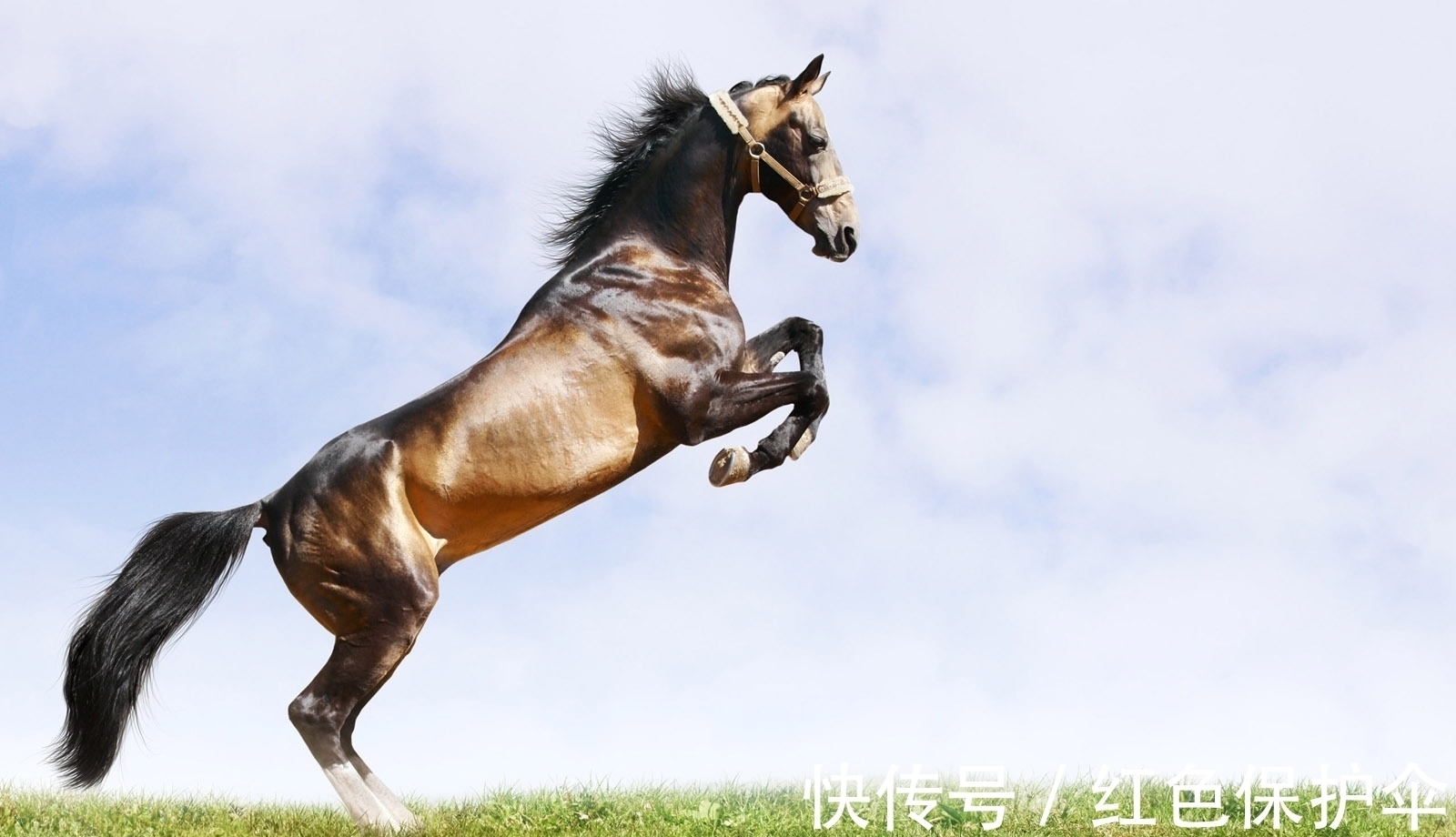 属马|逢牛年属马人马到成功，财神偏爱开门来财，月神相助遇到良缘