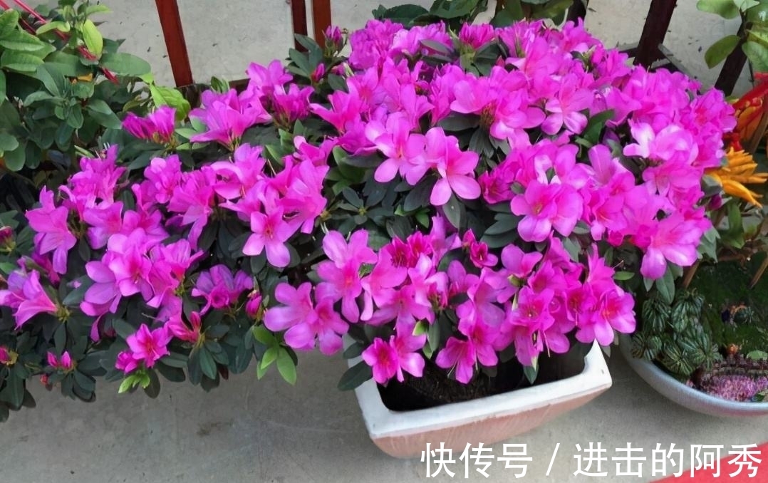 20种“坑人花”,真的很难养,没有三五年的养花经验,别入坑