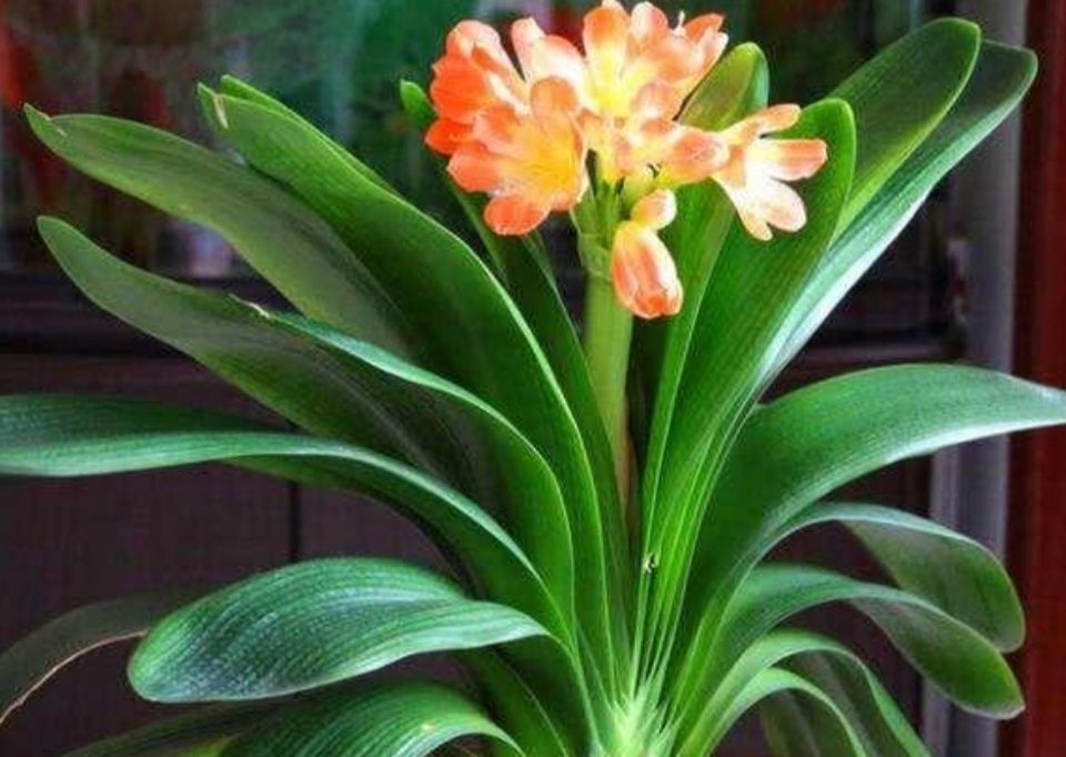 绝招|养君子兰不开花?教你2个“小绝招”,很快长出花箭