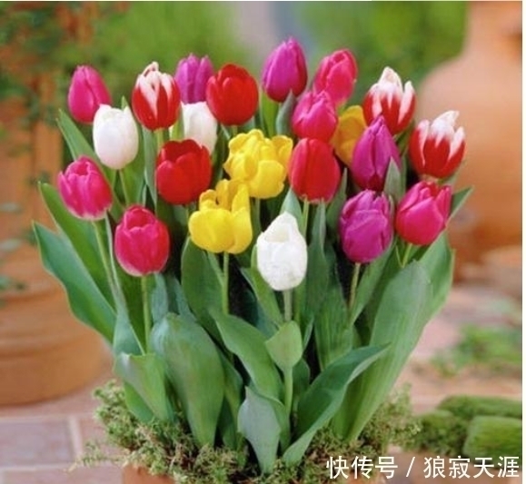 这四种花再便宜也不能养,个个有毒,开花再漂亮,也不敢在家养