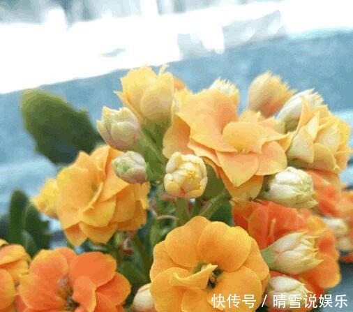 用来浇花|养花不开花,啥都不用学,就会用这些水浇花