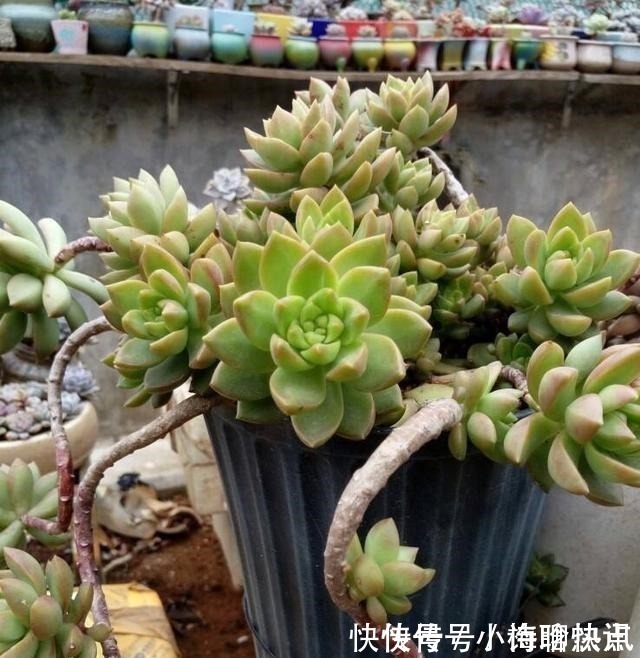 养多肉3年顺风顺水，多亏选了6种大普货，现在全是大老桩