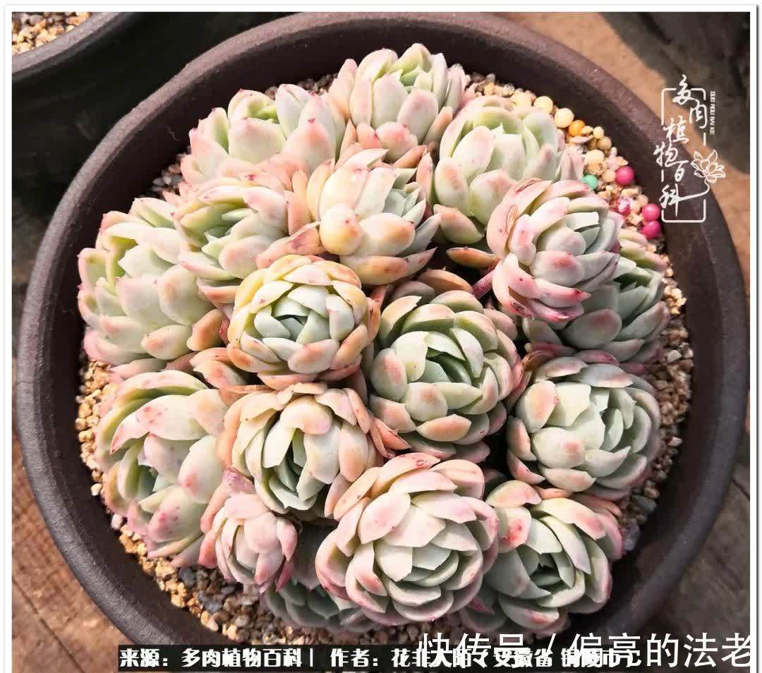 感恩遇见,感谢有你——多肉