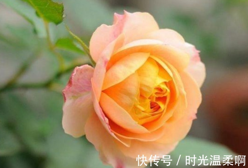 3种漂亮花，沾土就活，“花香”飘满屋，花美心情好！