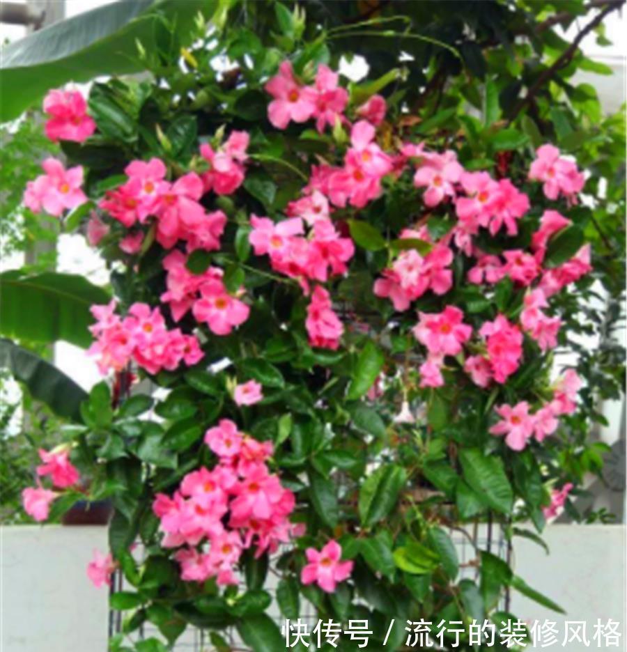 光照|8月专属开花机器飘香藤,学会5个小技巧,开花数百朵,香气迷人