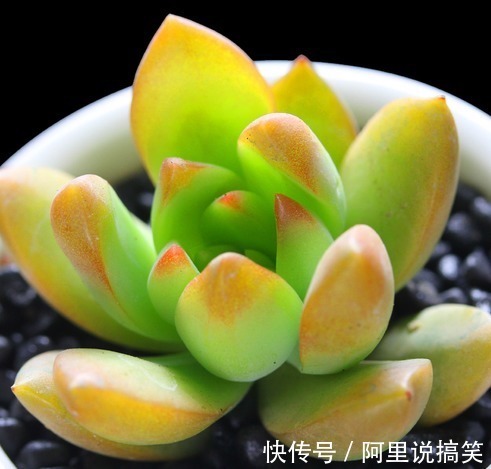 技巧|精挑细选32种多肉植物，1分钟掌握养护技巧，非常实用