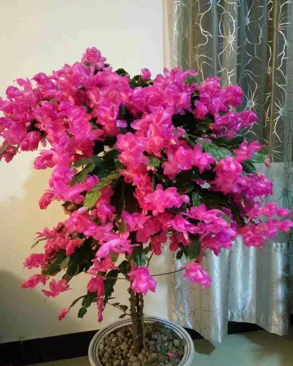 蟹爪兰|蟹爪兰在夏天,3个“禁忌”要牢记,不然叶片干瘪,度夏很难