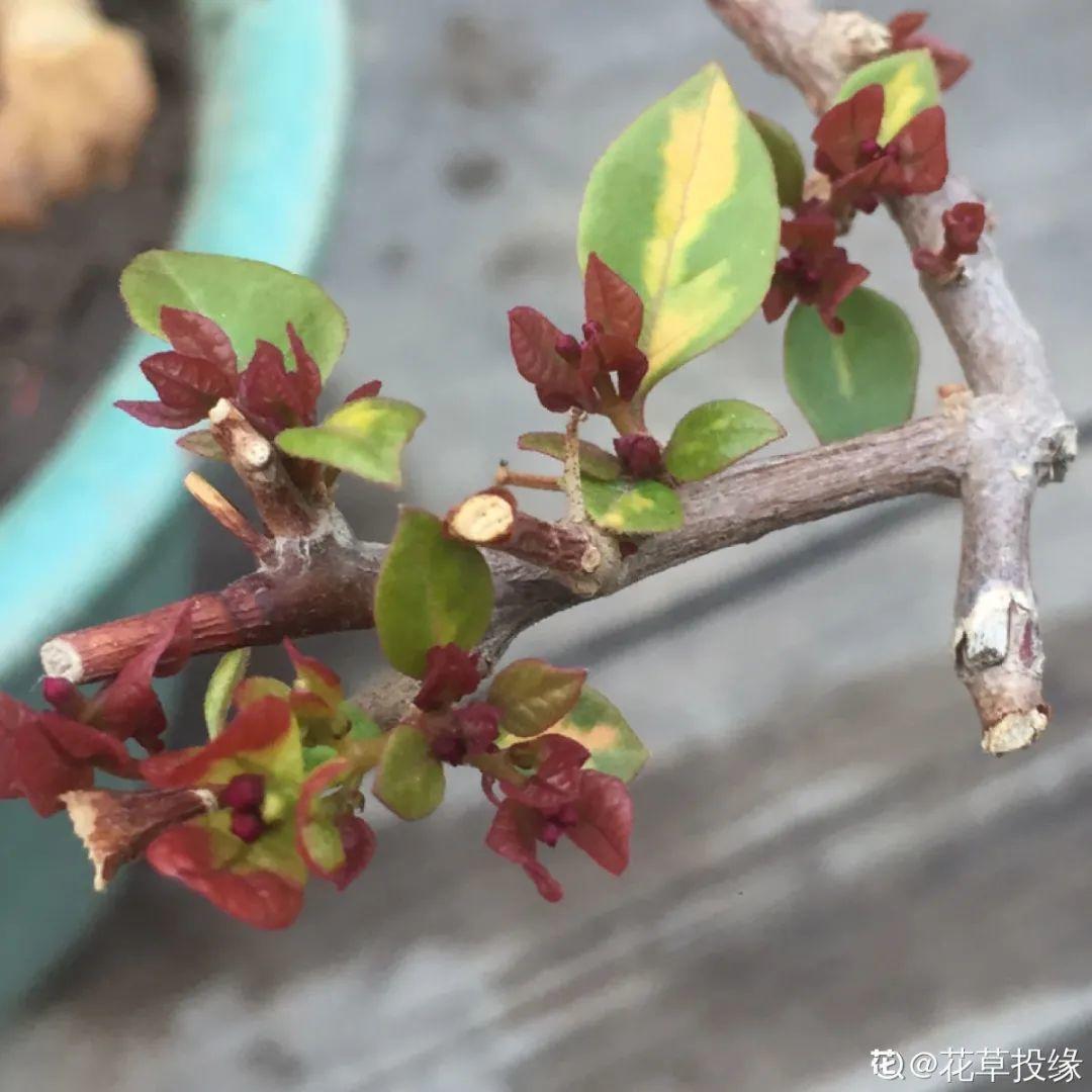 虐着养的花,剪成秃子,半月不浇水,呼呼开花