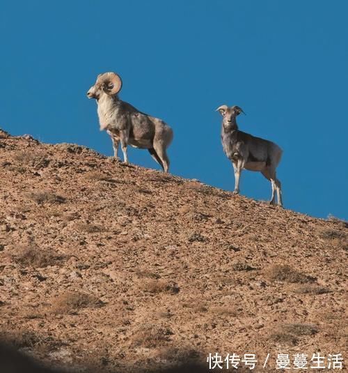 天路|中国“最大的无人区”可可西里，到底有多危险？如今算明白了