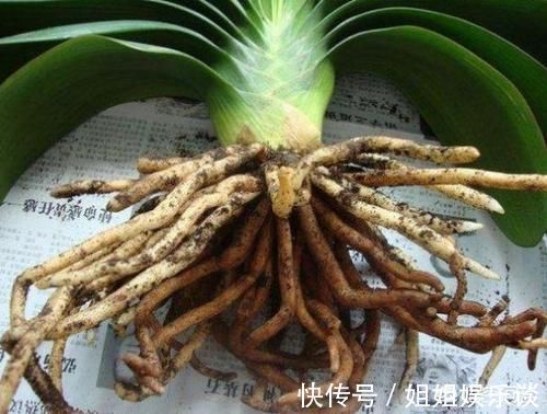 刚买回来的君子兰，不带盆怎样养成活率高？