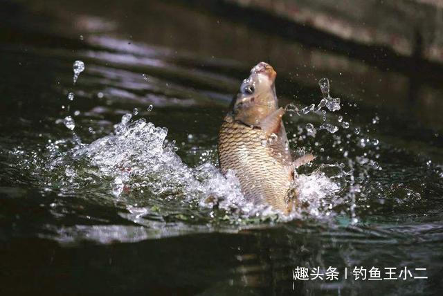 饵料|别再抱怨冬季钓不到鱼,掌握3个秘诀,让你初冬钓鲫鱼钓到手软