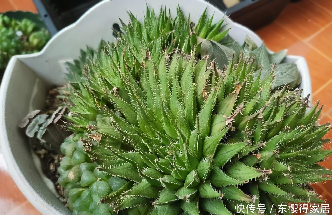 爆盆|2种很耐旱皮实的“小绿植”,不用勤浇水、容易群生、很美