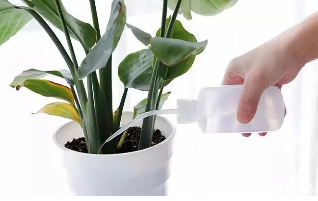 万能的浇水“神器”,只需一根小吸管,专治各种烂根烂叶!