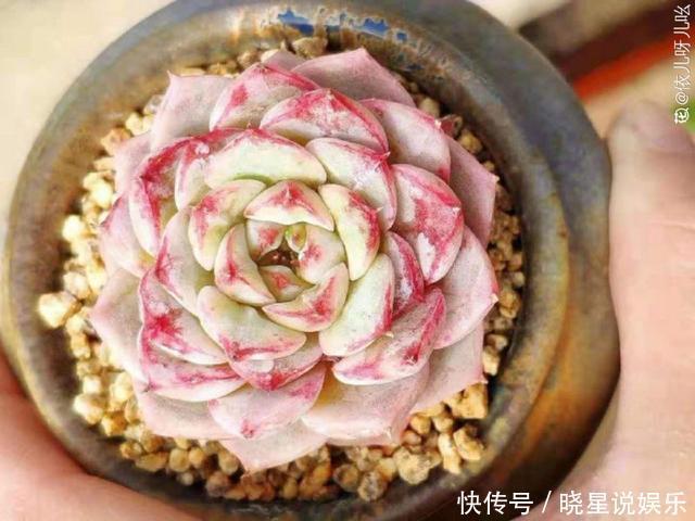 这种多肉,越浇水越丑,不浇水反而胖成球