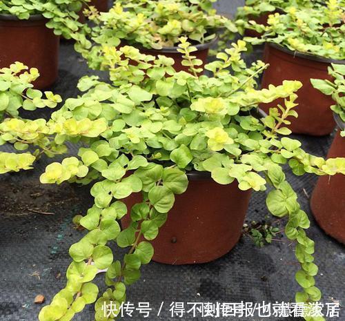 4种漂亮植物,不开花也好看,耐寒又好养,零下几度都冻不死!