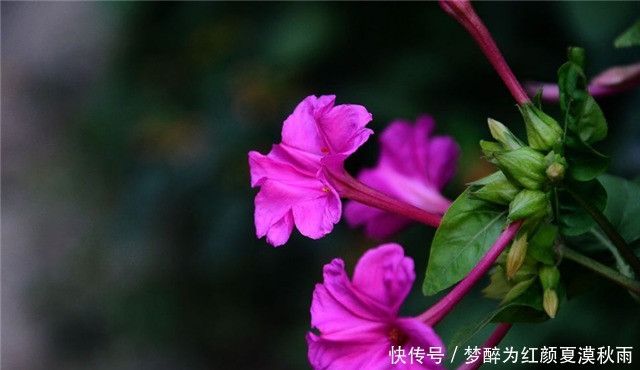 院子养花,不如养些“花中精品”紫茉莉,花型多样,繁花似锦