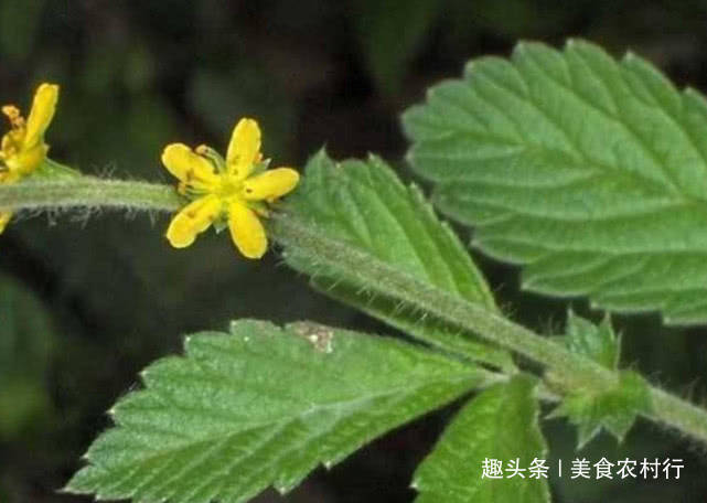 抗癌|生长于路旁的“老鹤嘴”,很多人都见过,但却不知其抗癌效果极佳