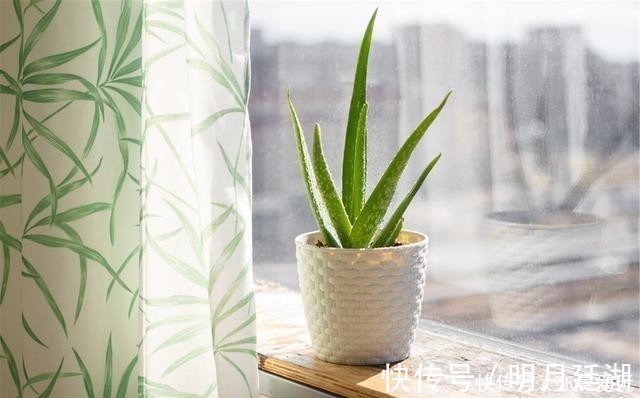吊兰|卧室就养4种花，“养人”又养气，不是没有道理