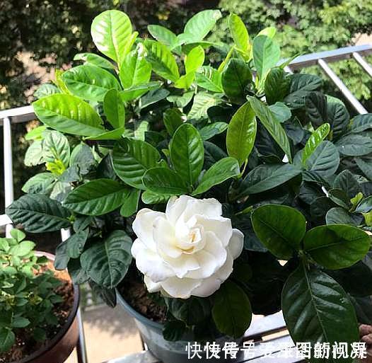 秋季|养栀子花,记住“8个字”,永远不黄叶,叶片油绿,枝头窜满花苞