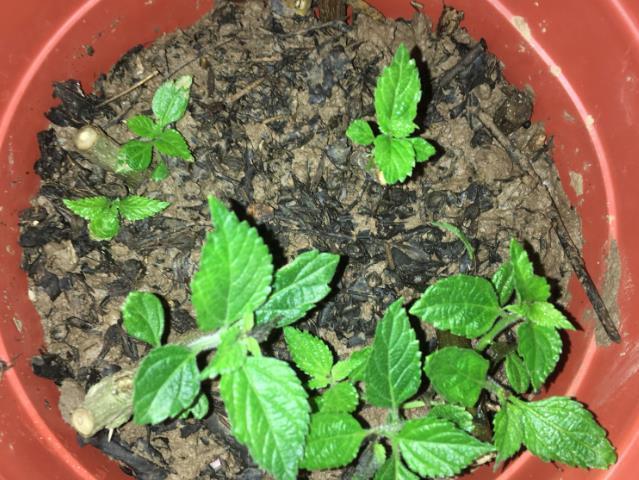 机器|它是名副其实的“开花机器”,易扦插花色美,一年开花好几茬