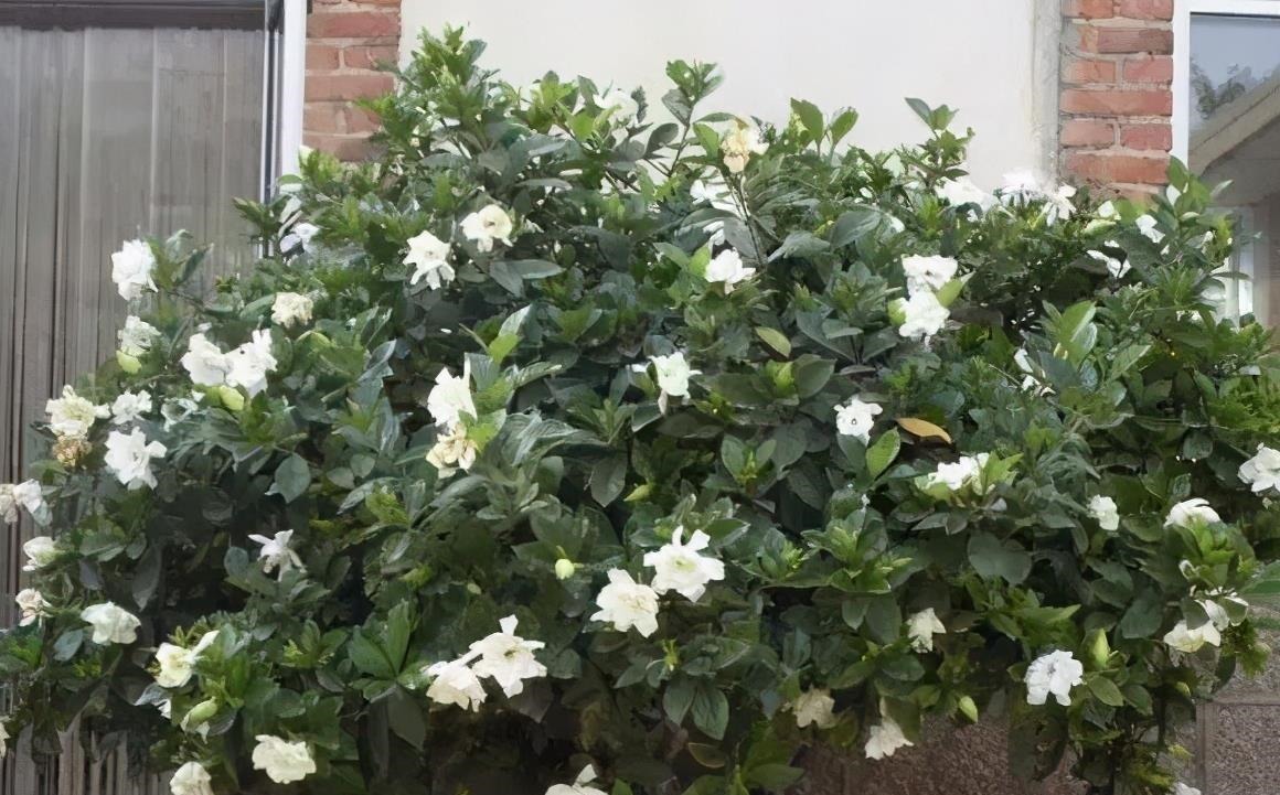 下雨天,这些花快扔出去,淋一淋,呼呼冒新芽,花开一大盆