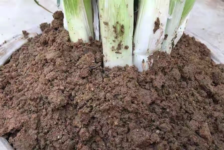 大葱炒肉|保存大葱很简单,不空心不烂,放半年都不坏,冬天随取随吃