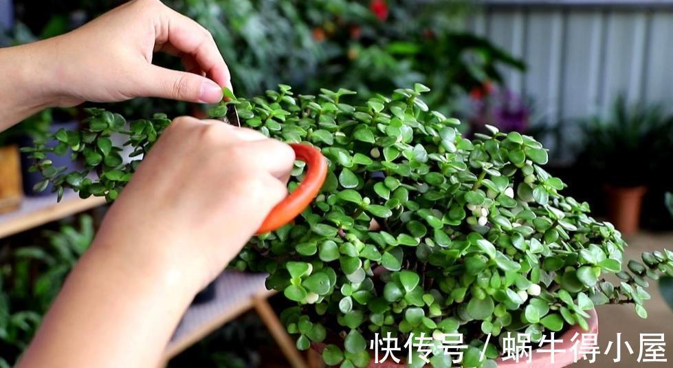 种树|家里养“2种树”,剪的越狠,长得越快,成老桩盆景