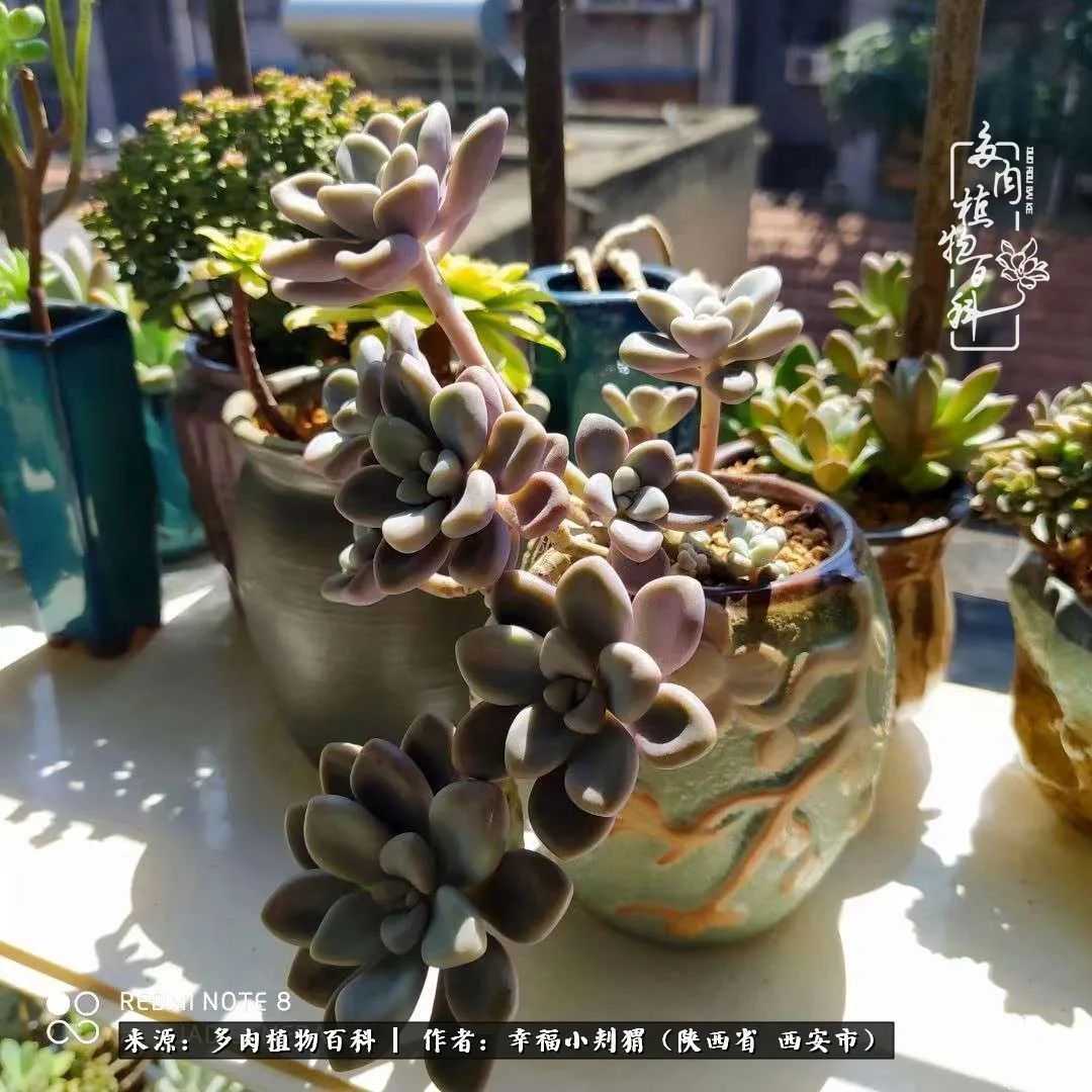 时光荏苒,种肉赏肉已成了生活中不可缺少的一部分!