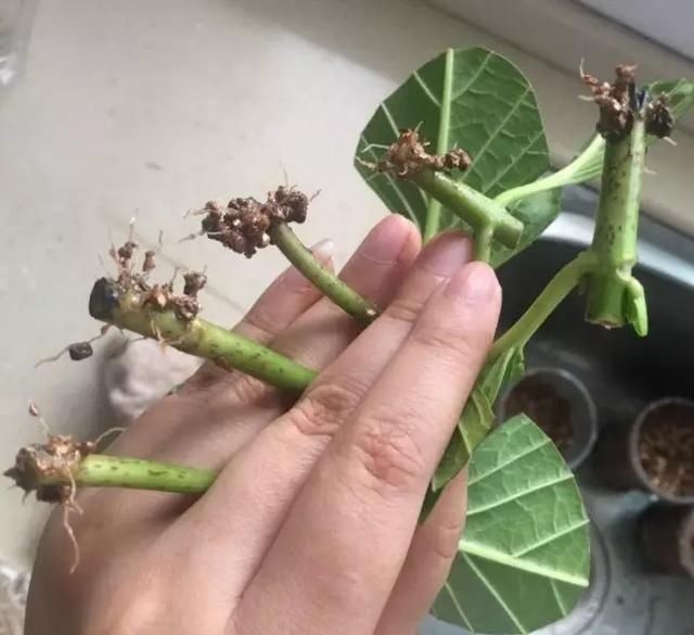 趁天|4种“残花梗”,趁天热赶紧剪,插土里10天生根,很快爆芽