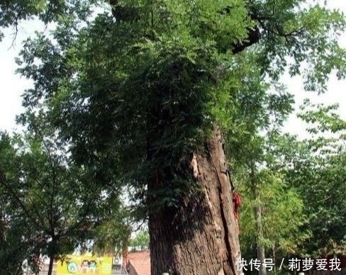 梧桐树|家里种树,讲究大,5种树旺宅,3种树不能栽,你知道是什么吗?