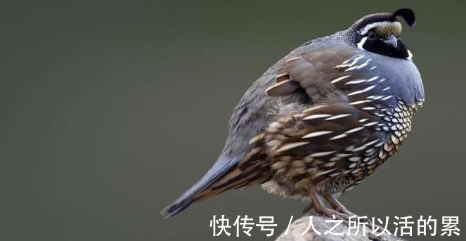 胆固醇|鹌鹑蛋这样吃比千年人参还补人,不知道实在太可惜