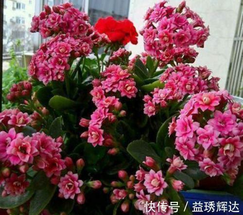 家里买菜的塑料袋别再丢了，用来养长寿花，憋出层叠群花！