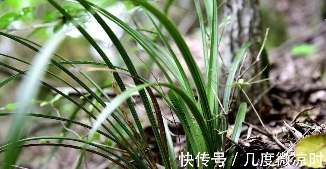 用什么可以去掉腐叶土里的虫?兰友:1块钱就解决