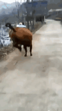 |搞笑GIF:大爷,我只是想拍个照,你没必要拿鞭子抽我吧!