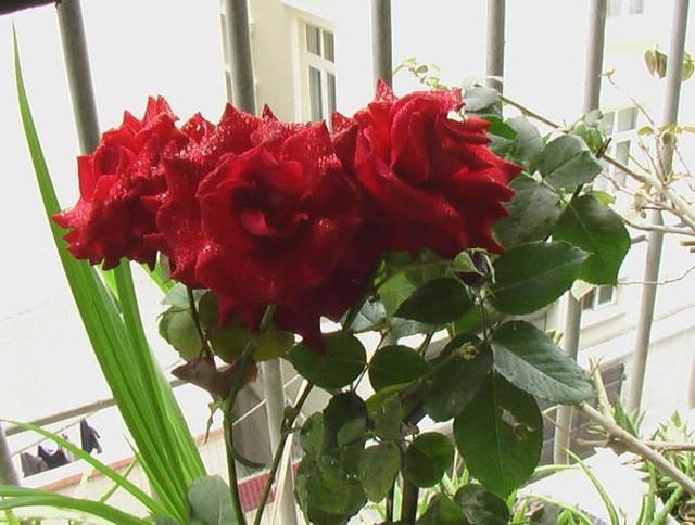 月季花怎么养开花多 掌握以下几个小技巧让月季花不断的开。