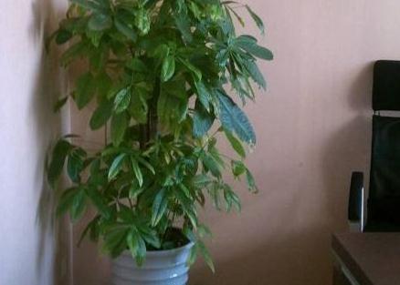 4种花就怕多浇水，烂根，黄叶多，很容易就浇死，你了解嘛