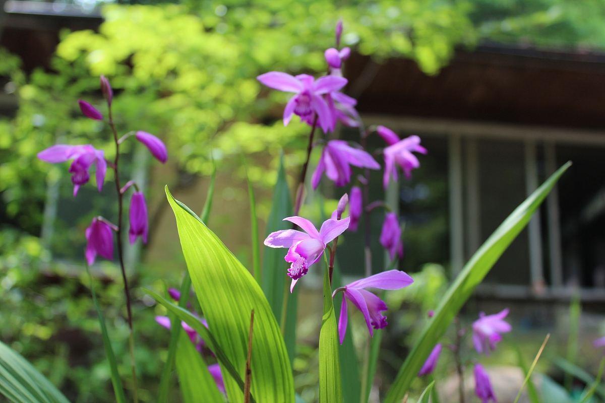 此花药用价值极高,可盆栽室内观赏,象征着医治创伤,早日康复