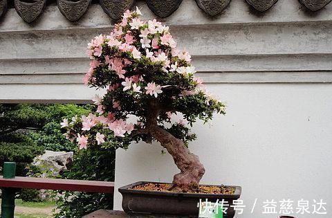 皋月杜鹃|此款盆栽花卉，比兰花大气，越养越漂亮，养几年长成传家宝