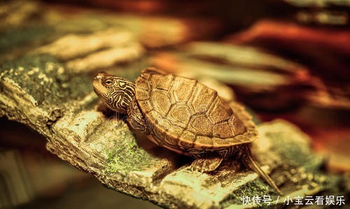 古人挖完井之后,为何要在井内放入2只乌龟?老祖宗的大智慧