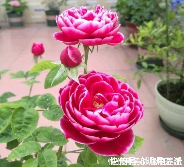 植株|这花开得太漂亮了，简直就是神仙颜值，难怪大家称它为“妖花”！