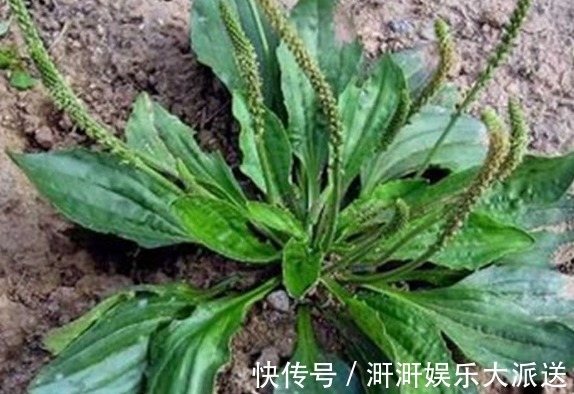 专家|车前草泡水喝到底有什么好处你清楚吗医学专家告诉你